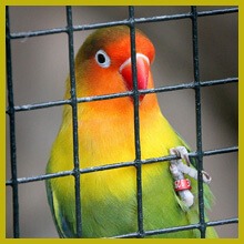 Best Parrot Cage