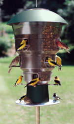 Best Squirrel Proof Bird Feeders