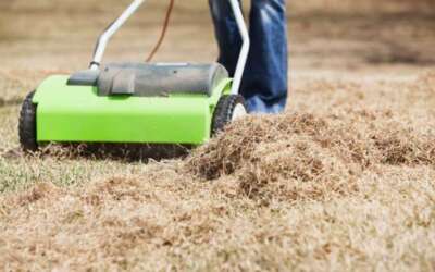 Best electric lawn dethatcher reviews