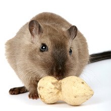 best rat foods